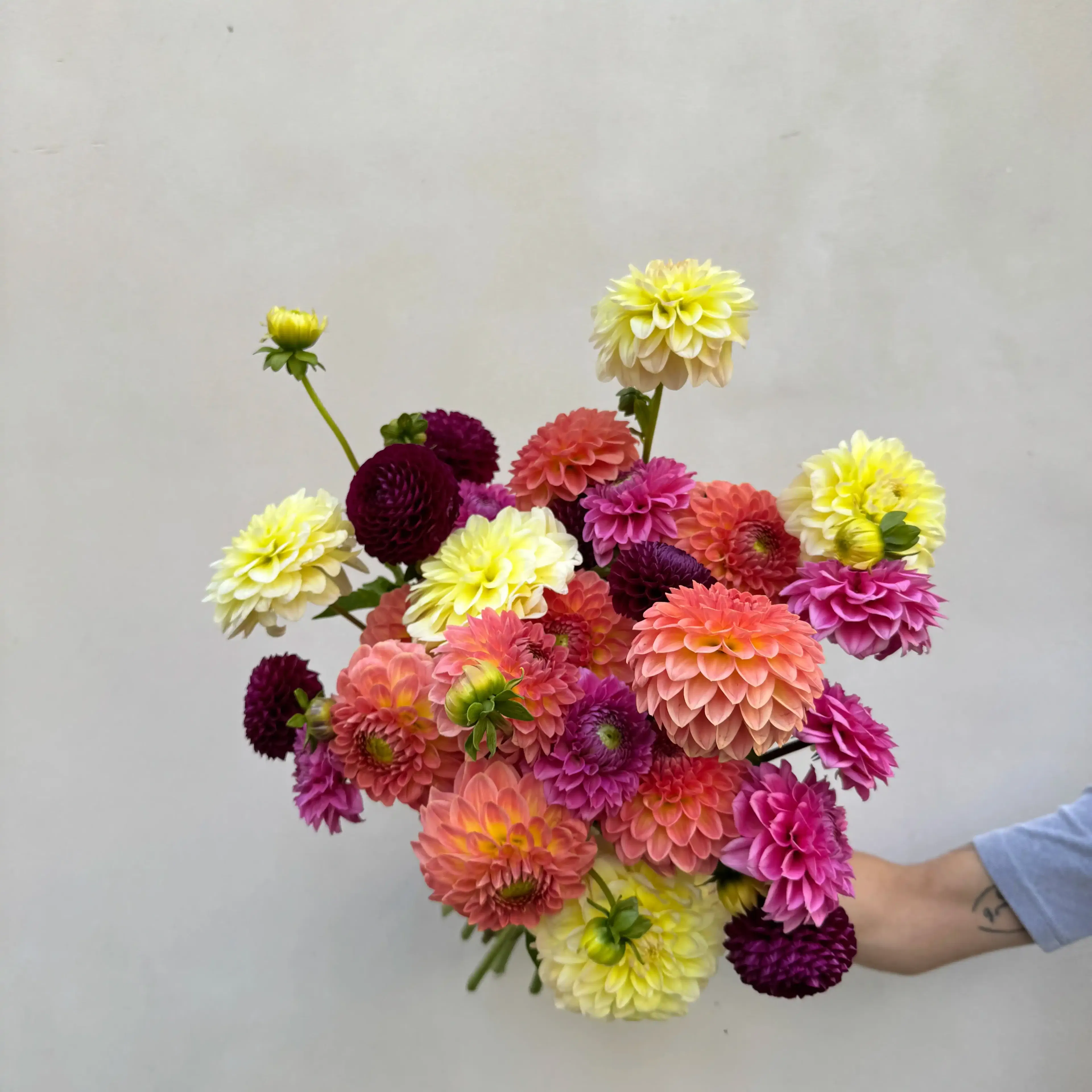 Pour le moment, Désirée livre exclusivement Paris intra-muros et la banlieue limitrophe. Les photos illustrent la taille moyenne et grosse. Les couleurs peuvent varier en fonction de l'arrivage. Une livraison 100% garantie Une livraison aux petits oignons, ça ne s'improvise pas : chez Désirée, les destinataires sont systématiquement contactés (mais sans dire qu'ils vont recevoir un bouquet ni bien sûr de qui ça vient) pour nous assurer de leur présence et éviter les échecs de livraison. Vous avez une demande spécifique (couleurs, détails de livraison) ? Dites-nous tout dans le champ "commentaires" de la page panier ! Tous vos petits mots sont écrits à la main par de vrais humains, et nous mettons un point d'honneur à réaliser le bouquet de vos rêves en fonction des occasions ! Dahlias, coeur de saison Les fortes chaleurs sont passées et l'automne approche : c'est le moment idéal pour vous présenter nos dahlias pompons, cultivés à quelques kilomètres de Paris ! Ces pompons fleuris et super colorés sont disponibles à petits prix et livrés à vélo dans tout Paris ! Nos bottes contiennent 15 tiges, 25 ou 35 tiges selon la taille choisie. D'où viennent nos dahlias ? Nos dahlias sont cultivés en Essonne par Didier Fossourier (à Bruyères-le-Châtel ) et la famille Brossard (à Ollainville). Pour en savoir plus sur l'origine des dahlias, lisez notre article ici ! Comment faire durer ses dahlias en vase ? Une fois coupées, les dahlias sont gourmands en eau et craignent les excès de chaleur. Remplissez votre vase avec de l'eau à température ambiante et recoupez les tiges en biais. Renouvelez l'opération tous les jours. Leur péché mignon? La nuit, placez-les sur un rebord de fenêtre ou un petit balcon, les fleurs d'été adorent la fraicheur du soir. Un petit coup de chaud? Le dahlia est l'une des seules fleurs à boire par le coeur : vaporiser le centre de ces pétales avec de l'eau à température ambiante, ça revigore ! Quantité et durée limitées !
