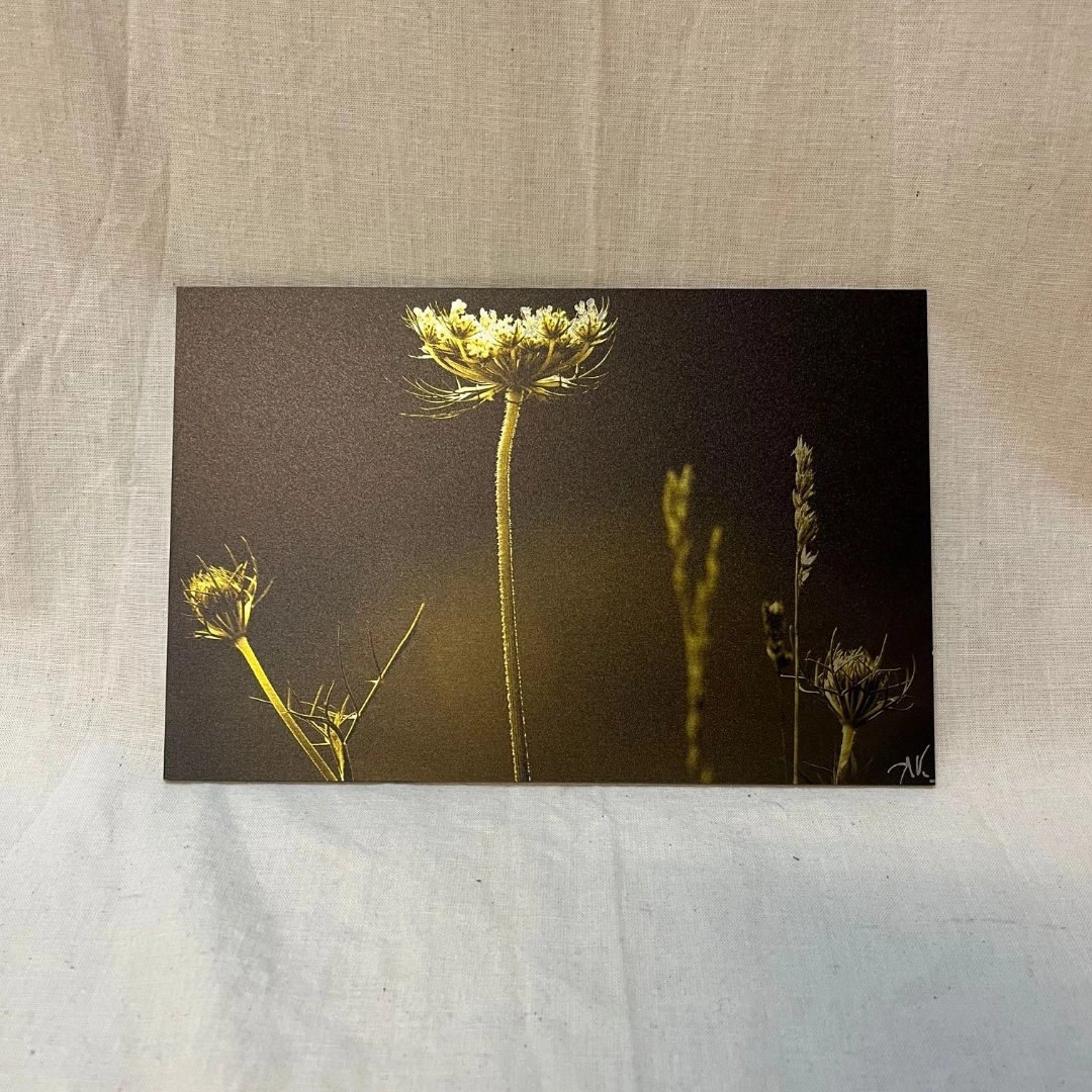 Les fleurs coton (15x23) Photo de fleurs prises dans le jardin d’une amie, avec une attention particulière aux détails des tiges.