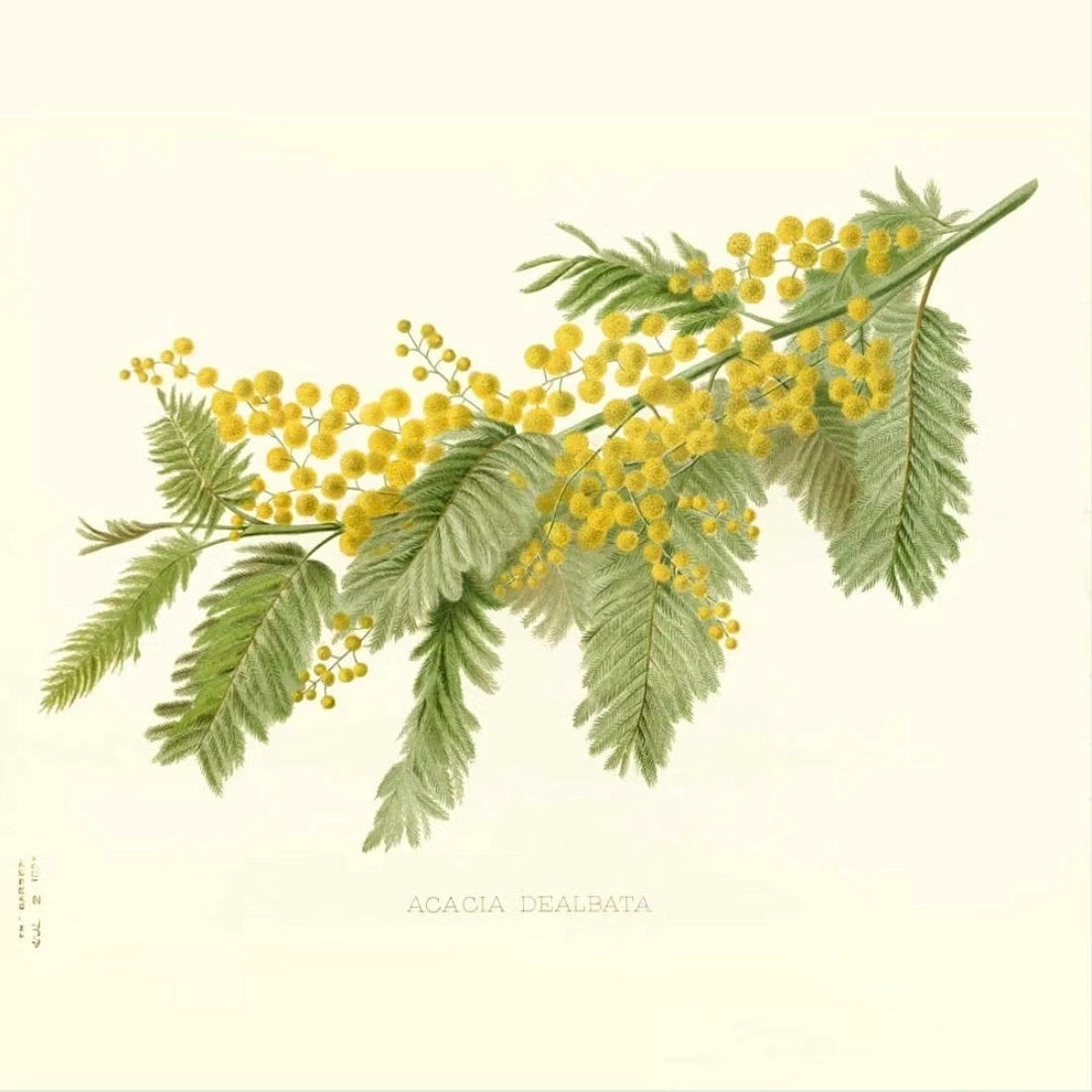 Absolue dans alcool et olessence Mimosa