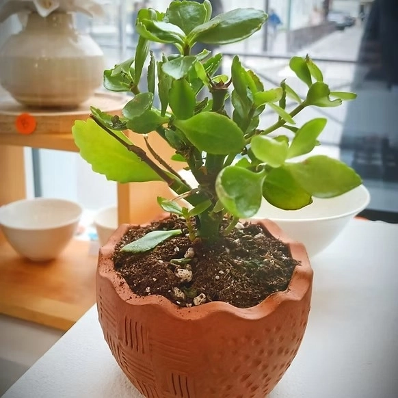 Atelier modelage pots de fleur (adultes - 2h)