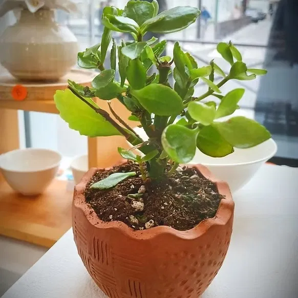 Atelier modelage pots de fleur (adultes - 2h)