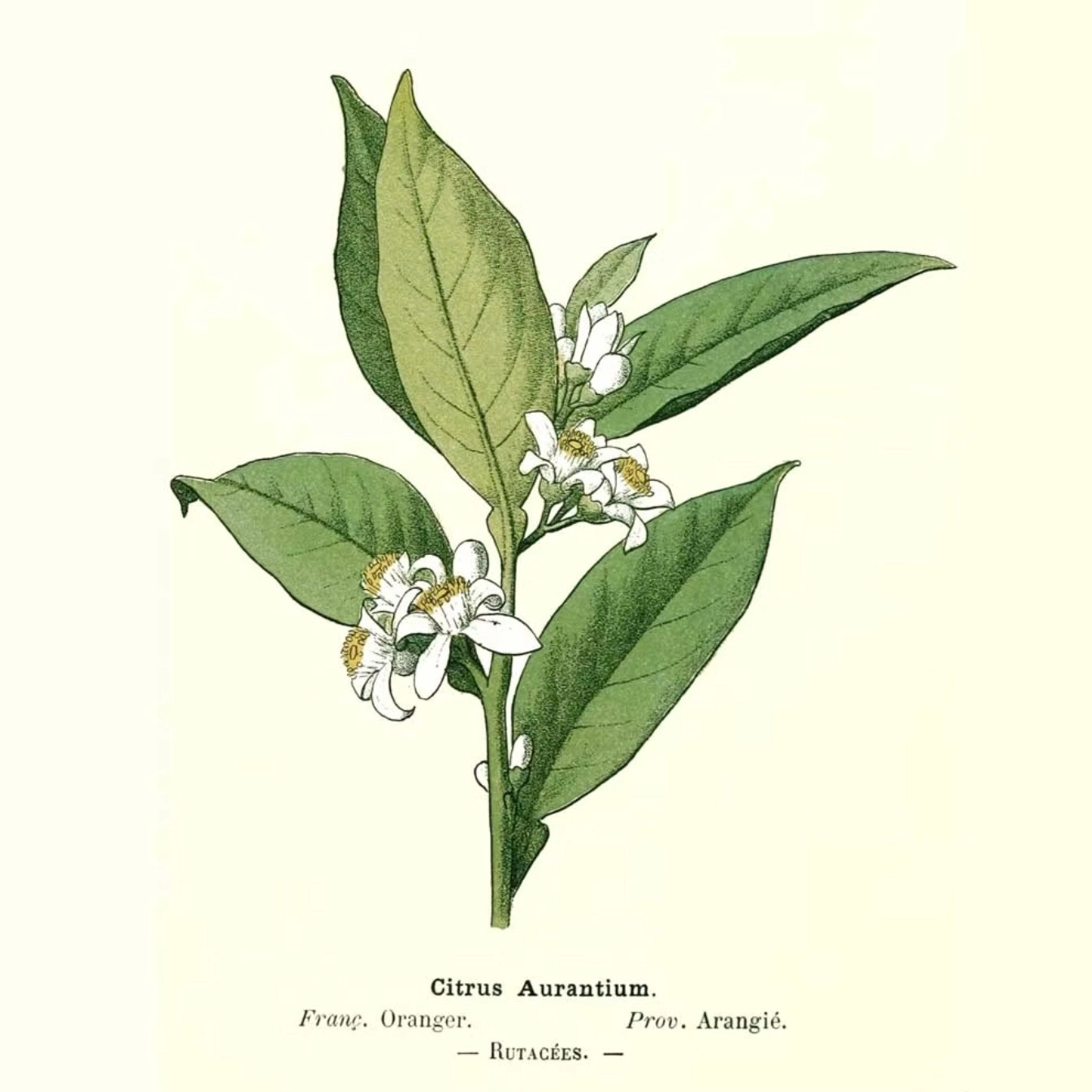 Huile essentielle / absolue / esprit Néroli - Fleur d'oranger