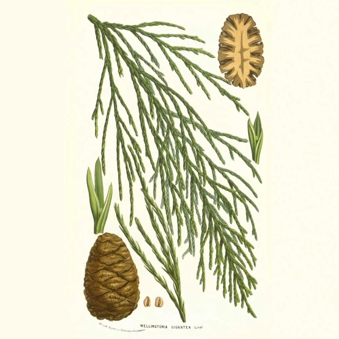 Huile essentielle séquoia géant Terre d'Alchimie