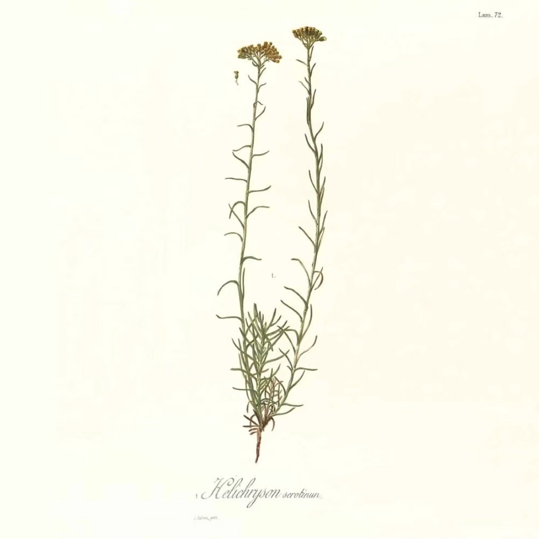 Huile essentielle hélichryse italienne ou immortelle