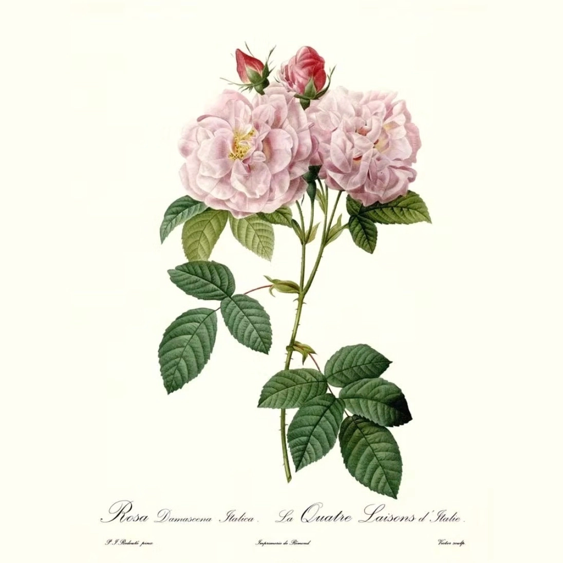 Huile essentielle Rose de Damas