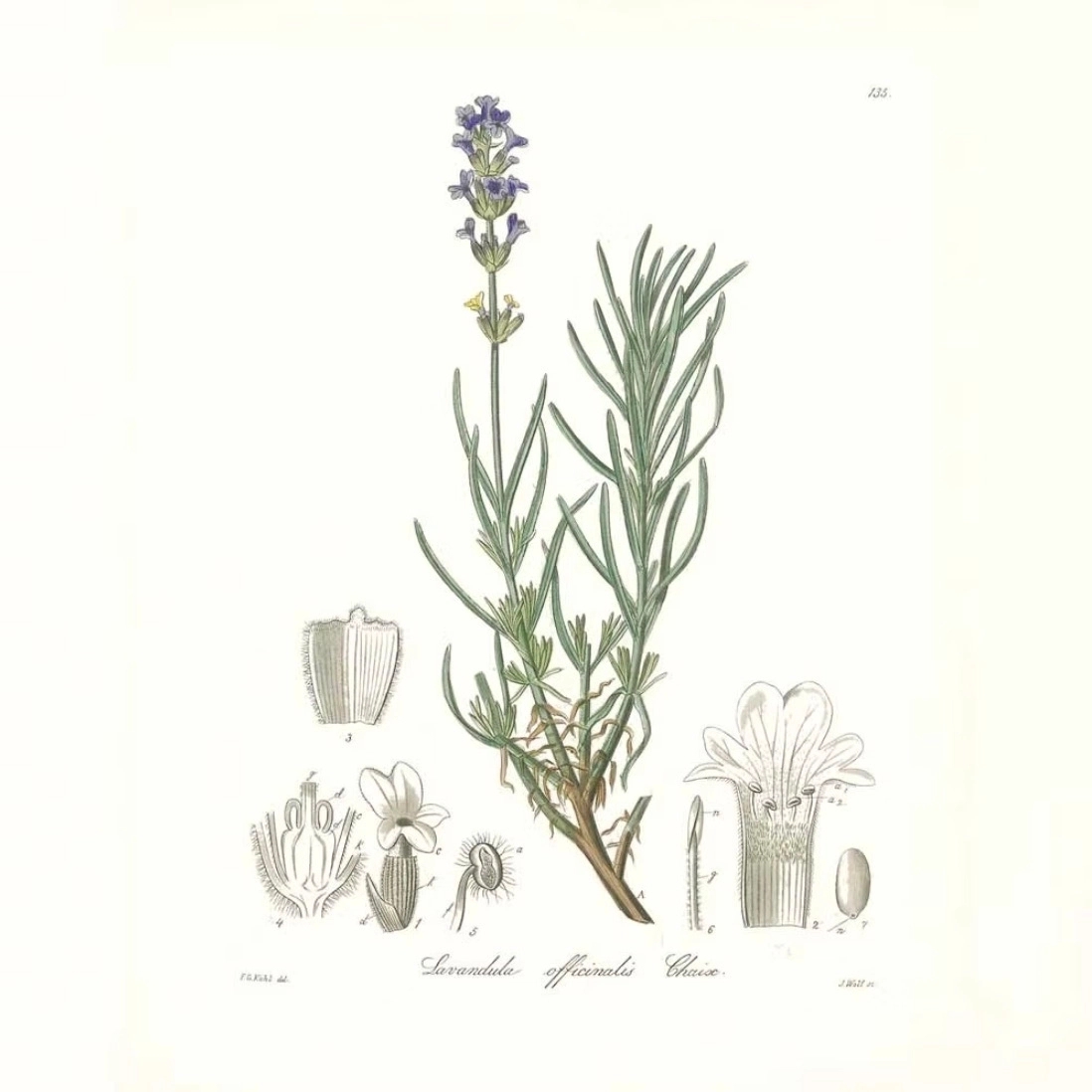 Huile essentielle lavande fine officinale